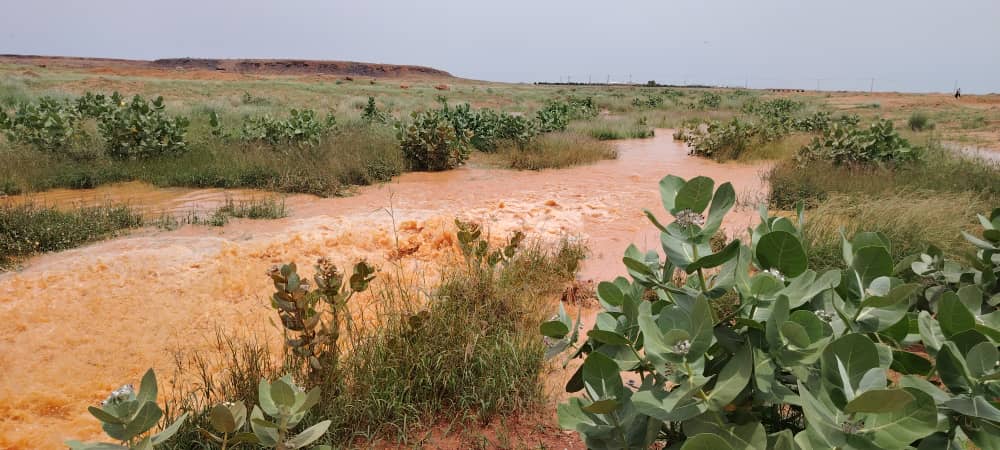 واصل مدير عام وزارة الزراعة الوزير المكلف بولاية الخرطوم، د. سر الختم فضل المولى، جولاته التفقدية لعدد من مشاريع الإنتاج والأمن الغذائي بشمال وغرب أم درمان ، وتفقد اليوم الأحد، مشاريع حصاد المياه بزيارة سد وادي سيدنا، الذي يعتبر واحد من ثلاثة عشر سد منتشرة بولاية الخرطوم، ويساهم سد وادي سيدنا في ري المشاريع الزراعية ومشاريع الإنتاج الحيواني المجاورة للسد، وشملت الزيارة مشروع سفانا لإنتاج بيض المائدة، الذي ينتج يوميا ست الف طبق بيض، تؤمن الغذاء لسكان أمدرمان وولايات أخرى، ووقف الوزير على مشاريع إنتاج الألبان بمنطقة الأحامدة غرب الحارات، وسعتها أكثر من سبعة الف بقرة تغطي حوجة المواطن من الحليب. وقال الوزير، إن والي ولاية الخرطوم اولى إهتماما بقضية الإنتاج بشقيه الزراعي الحيواني، وأولاها عناية كاملة منذ بداية الحرب، باعتبار أن الأمن من الجوع ومن الخوف صنوان متلازمان ، مؤكداً حرصهم منذ البداية على زيادة الانتاج وتحقيق الأمن الغذائي في الولاية، والبدء منذ مرحلة مبكرة استعداداً للموسم، مشيراً الى زيارتهم لعدد من المناطق في الريف الشمالي لتحفيز الانتاج والمنتجين على زيادة الرقع الزراعية والإنتاجية.